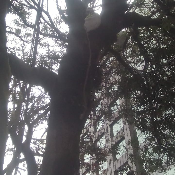 Cerros protesta