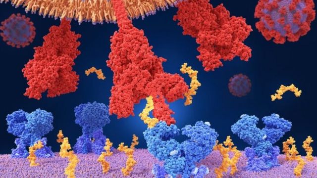 Coronavirus