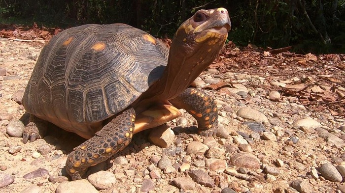 Día de las tortugas