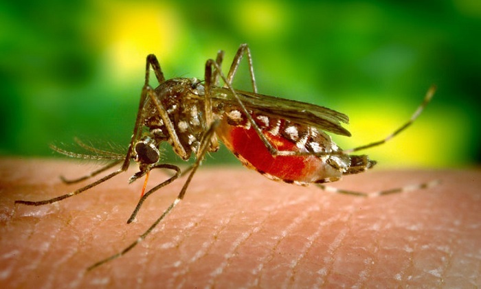 Aumenta el dengue