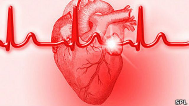 El corazón