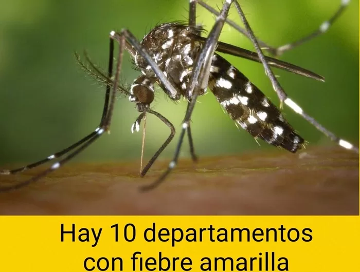 Fiebre amarilla