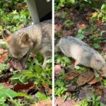 Dos de los animalitos recuperados y devueltos a su hábitat natural en Piedecues ta. Fotos suministradas